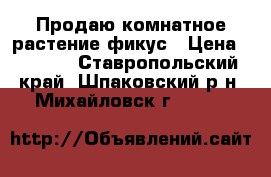 Продаю комнатное растение фикус › Цена ­ 5 000 - Ставропольский край, Шпаковский р-н, Михайловск г.  »    